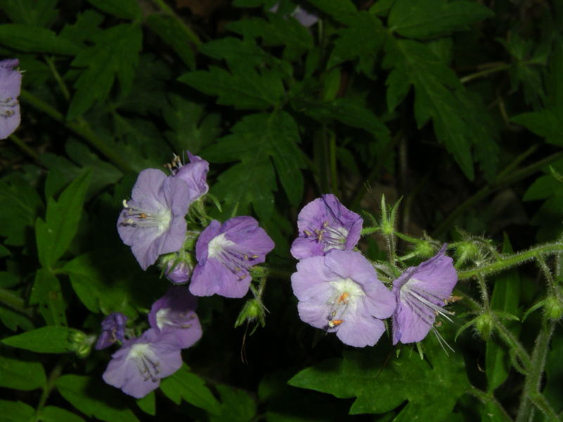 Phacelia purshii